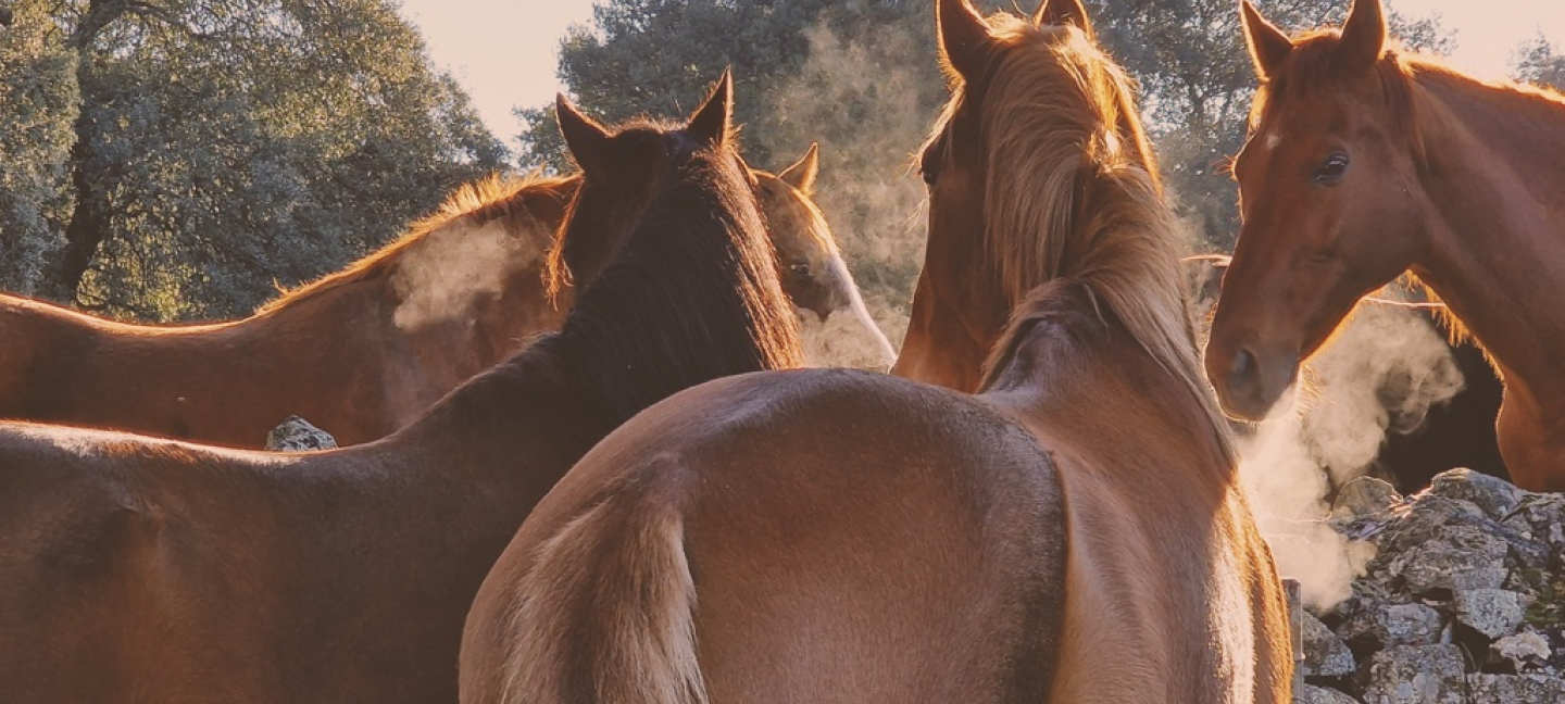 Caballos en unos de los prados de descanso de Tierra en Calma